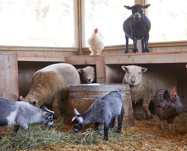 ojai farm