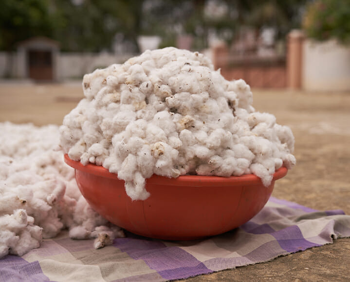 regenerative fashion cotton farming